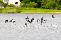 Calidris alpina (Piovanello pancianera)